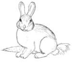 Lapincoloriagevide053_2